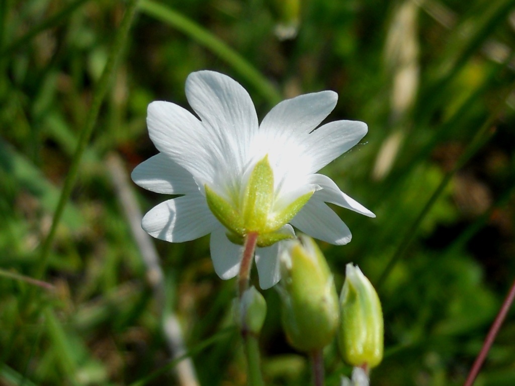 Fiore bianco 2 - Cerastium cfr. ligusticum